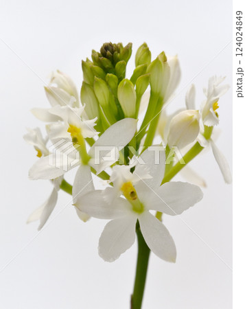 白色のエピデンドラムの花 124024849