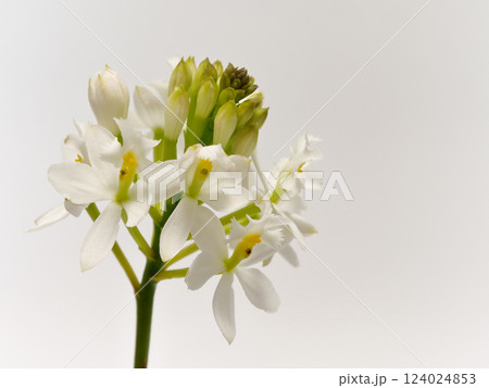 白色のエピデンドラムの花 124024853