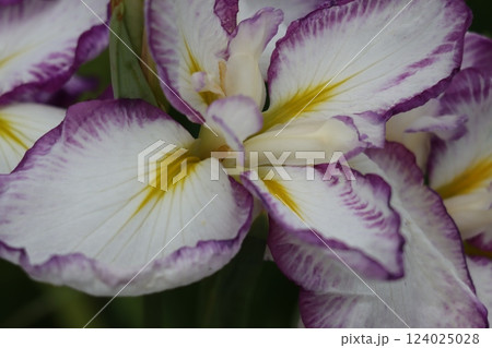 豪華な花姿が目を引く花ショウブー参 豪華な花姿が目を引く花ショウブー参 124025028