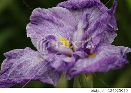 豪華な花姿が目を引く花ショウブー四 豪華な花姿が目を引く花ショウブー四 124025029
