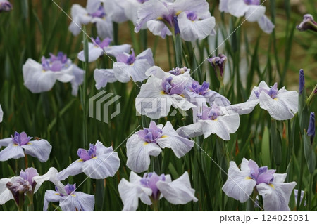 多彩な花色や品種が魅力の菖蒲園ー壱 124025031