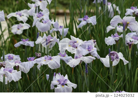 多彩な花色や品種が魅力の菖蒲園-弐 多彩な花色や品種が魅力の菖蒲園-弐 124025032