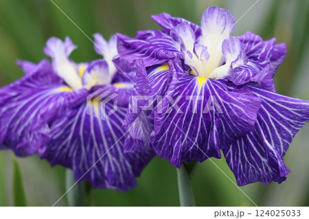豪華な花姿が目を引く花ショウブー六 豪華な花姿が目を引く花ショウブー六 124025033