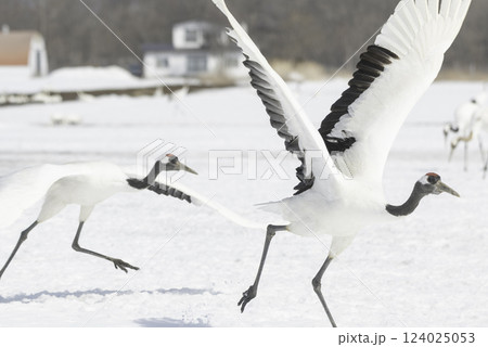 タンチョウの番いの飛び立ち 124025053