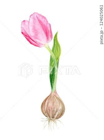 Pink tulip bulb flower and a leaf watercolor illustration isolated on white. Hand painted flower. High quality clip art perfect for mother's day, women's day cards, posters, seed packages, decor Pink tulip bulb flower and a leaf watercolor illustration isolated on white. Hand painted flower. High quality clip art perfect for mother's day, women's day cards, posters, seed packages, decor 124025061