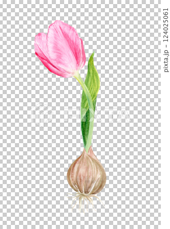 Pink tulip bulb flower and a leaf watercolor illustration isolated on white. Hand painted flower. High quality clip art perfect for mother's day, women's day cards, posters, seed packages, decor Pink tulip bulb flower and a leaf watercolor illustration isolated on white. Hand painted flower. High quality clip art perfect for mother's day, women's day cards, posters, seed packages, decor 124025061