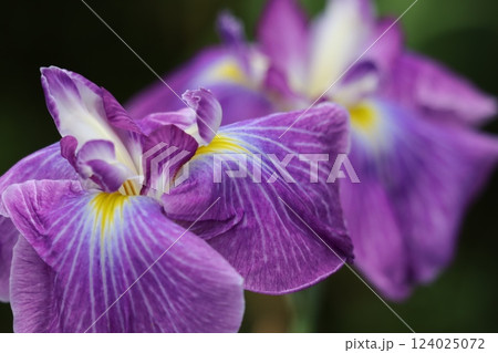 咲き誇る花ショウブの豪華な花姿ー壱 124025072