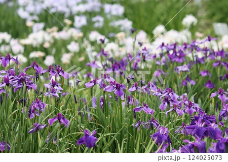 多彩な花色や品種が魅力のしょうぶ園 124025073