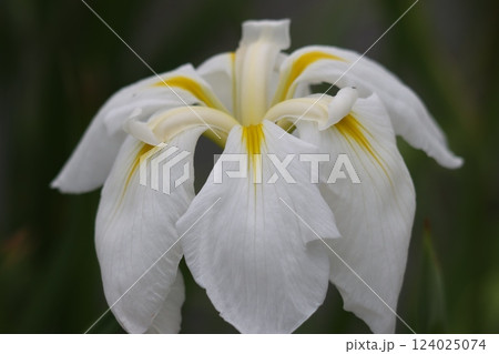 豪華な花姿が目を引く花ショウブの花 124025074