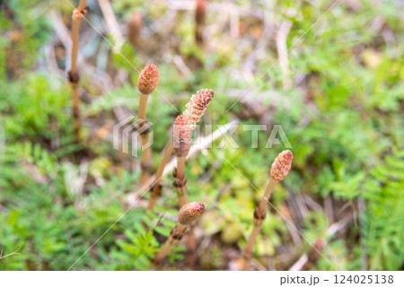 春を告げるツクシ 春を告げるツクシ 124025138