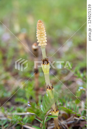 春を告げるツクシ 124025139