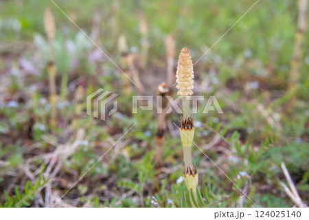 春を告げるツクシ 春を告げるツクシ 124025140