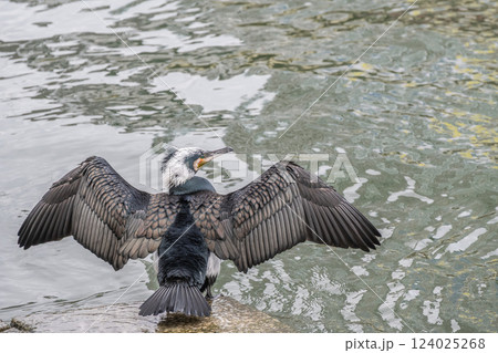水辺で羽を乾かすカワウ　繁殖羽　婚姻色　大阪市堂島川　中之島公園 124025268