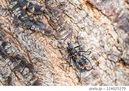ヨコヅナサシガメ幼虫 ヨコヅナサシガメ幼虫 124025270
