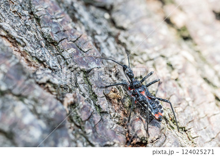 ヨコヅナサシガメ幼虫 ヨコヅナサシガメ幼虫 124025271