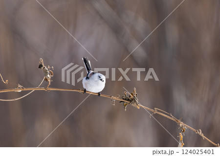 シマエナガ シマエナガ 124025401