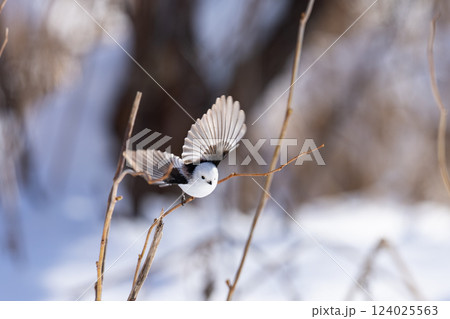 シマエナガ 124025563