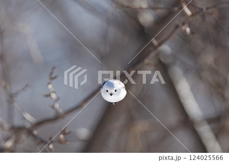 シマエナガ 124025566