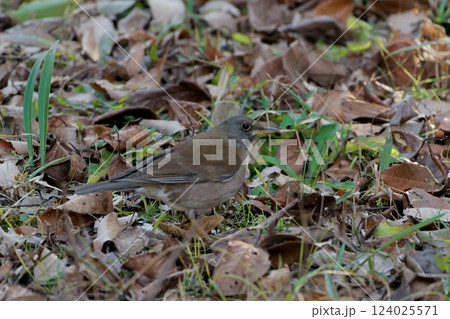 ツグミ科の冬鳥シロハラの採餌 ツグミ科の冬鳥シロハラの採餌 124025571