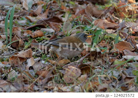 ツグミ科の冬鳥シロハラの採餌 ツグミ科の冬鳥シロハラの採餌 124025572