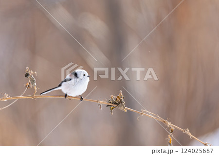 シマエナガ 124025687