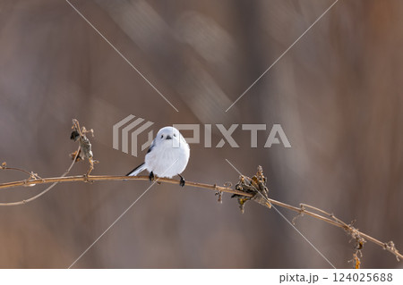 シマエナガ シマエナガ 124025688