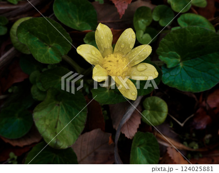 キンポウゲ科ヒメリュウキンカの開花 キンポウゲ科ヒメリュウキンカの開花 124025881