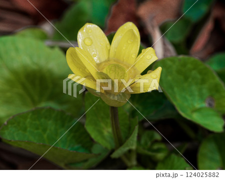 キンポウゲ科ヒメリュウキンカの開花 124025882