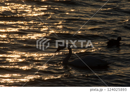 夕暮れの湖面に浮かぶハクチョウのシルエット 124025893