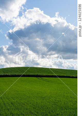 初夏の緑のムギ畑と青空 124025896