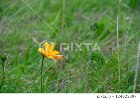 湿原に咲く夏の黄色い花 124025897