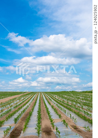 初夏のマルチングされた畑に植えられたトウモロコシ 124025902