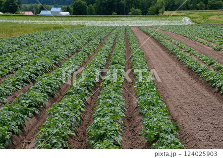 緑の葉が茂る初夏のジャガイモ畑 124025903