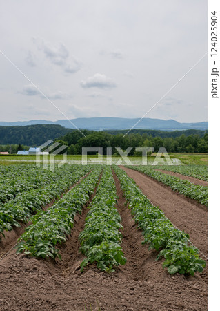 緑の葉が茂る初夏のジャガイモ畑 緑の葉が茂る初夏のジャガイモ畑 124025904