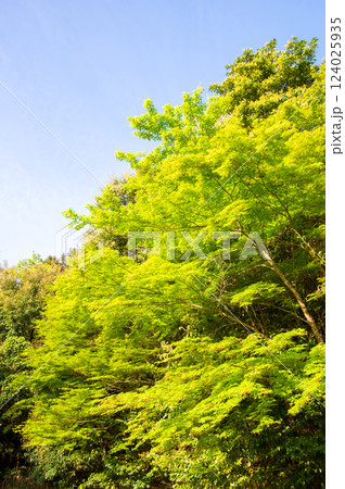 《初夏の風景》爽やかな青空と鮮やかな新緑 124025935
