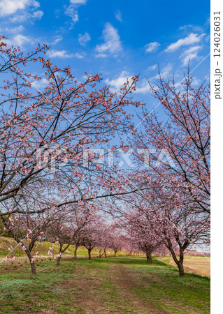 北浅羽桜堤公園の安行寒桜　埼玉県 124026031
