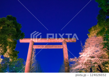ライトアップの鳥居と桜　靖国神社 124026032