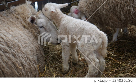 羊の親子 124026150