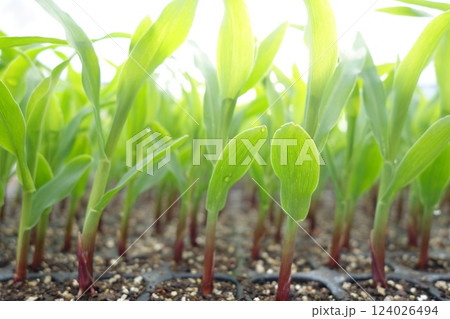 とうもろこし栽培　2025 124026494