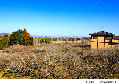 広大な梅林2 124026644