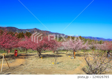 丘陵の梅林 124026765