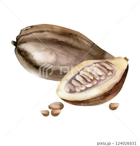 Cocoa pod botanical illustration with watercolor opened cacao fruit and beans. Hand drawn coffee and chocolate ingredient, tropical vegan food clipart for label, logo, packing design 124026831