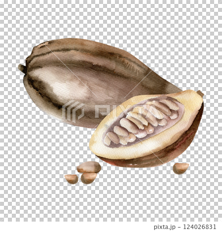 Cocoa pod botanical illustration with watercolor opened cacao fruit and beans. Hand drawn coffee and chocolate ingredient, tropical vegan food clipart for label, logo, packing design 124026831