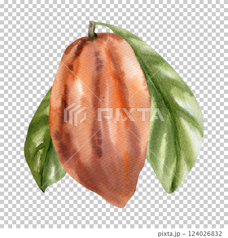 Fresh orange cocoa pod with green leaves watercolor illustration. Hand drawn cacao beans, chocolate and coffee ingredient botanical clipart for wallpaper, menu, label ,concept design 124026832