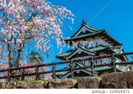 枝垂れ桜と天守閣 124026871