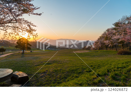 夕焼けの高原に咲く桜 124026872