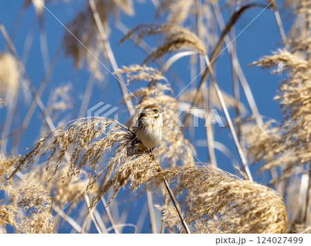 池の枯れたヨシにとまっているオオジュリン 池の枯れたヨシにとまっているオオジュリン 124027499