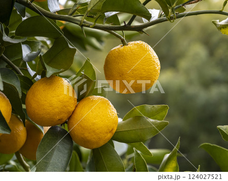 ユズの実 ユズの実 124027521