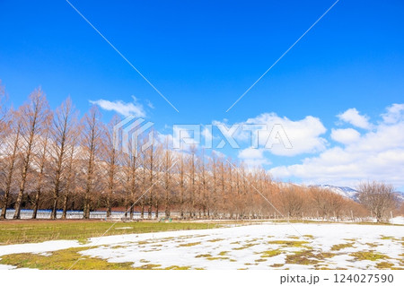 3月のメタセコイアの並木道【滋賀県】 124027590