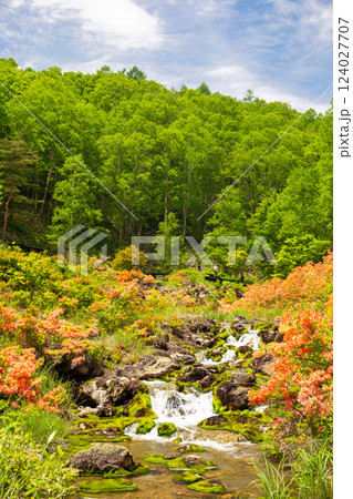 レンゲツツジ咲くチャツボミゴケ公園（縦） 124027707